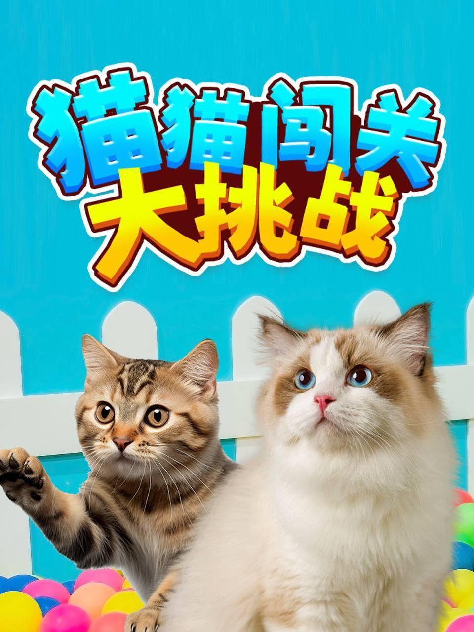 猫猫闯关大挑战