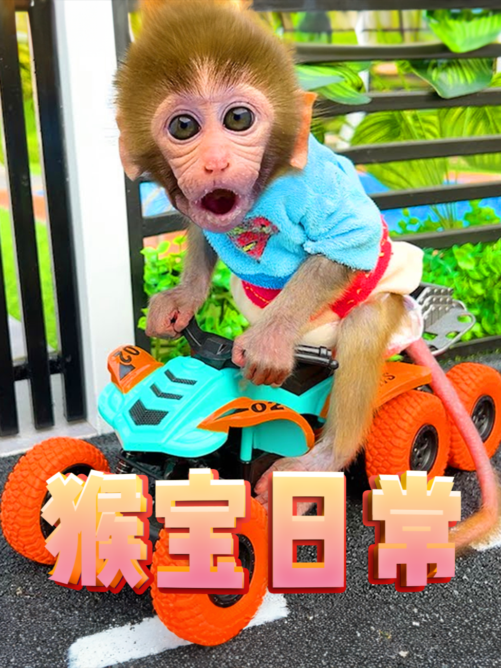 猴宝日常