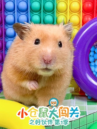 小仓鼠大闯关之好伙伴